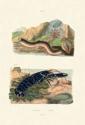 Cetrioli di mare